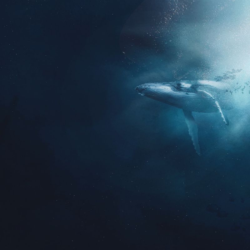 A whale swimming in the ocean depths.