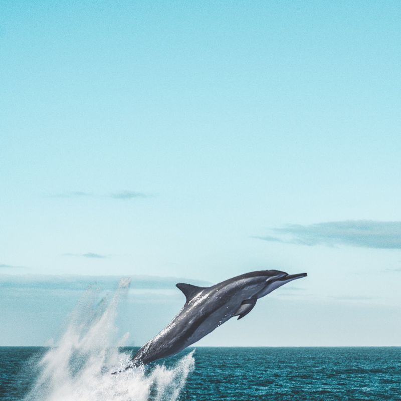 A whalw jumping up from the sea.