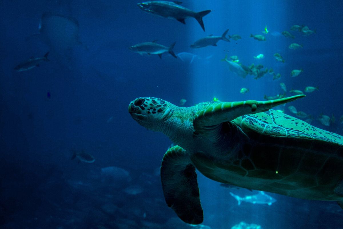 Marine life swimming in the ocean