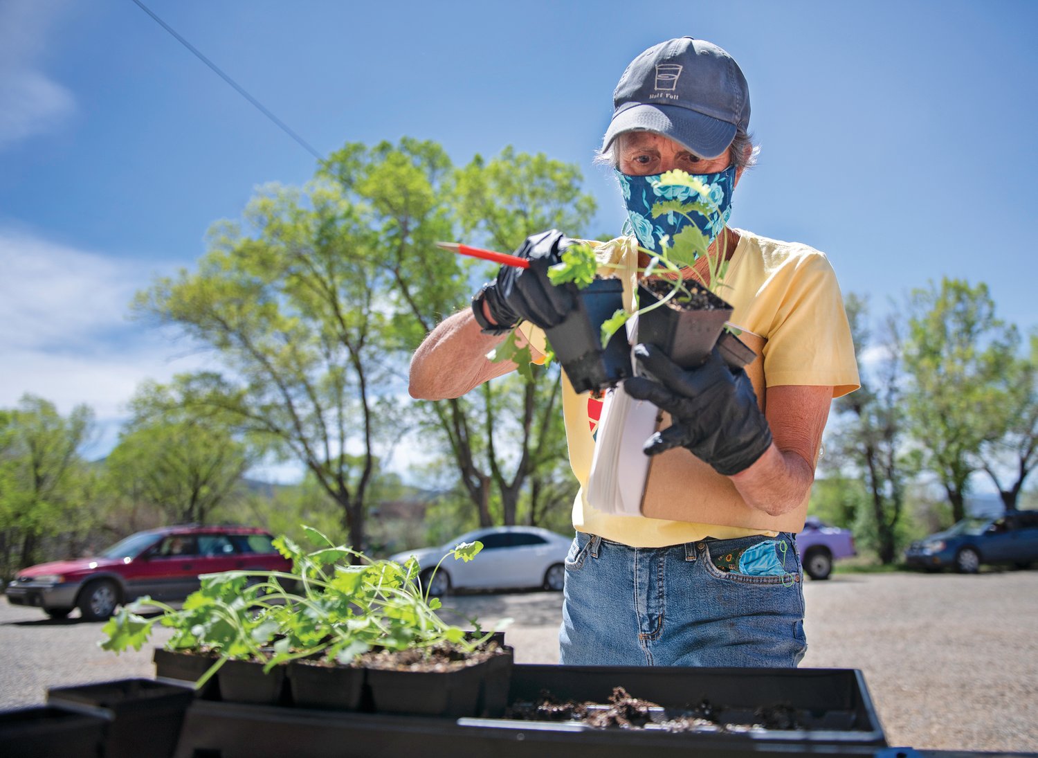 Person wearing a mask and gloves holding up a seedling plant in a mound of soil tilling it with a gardening spade