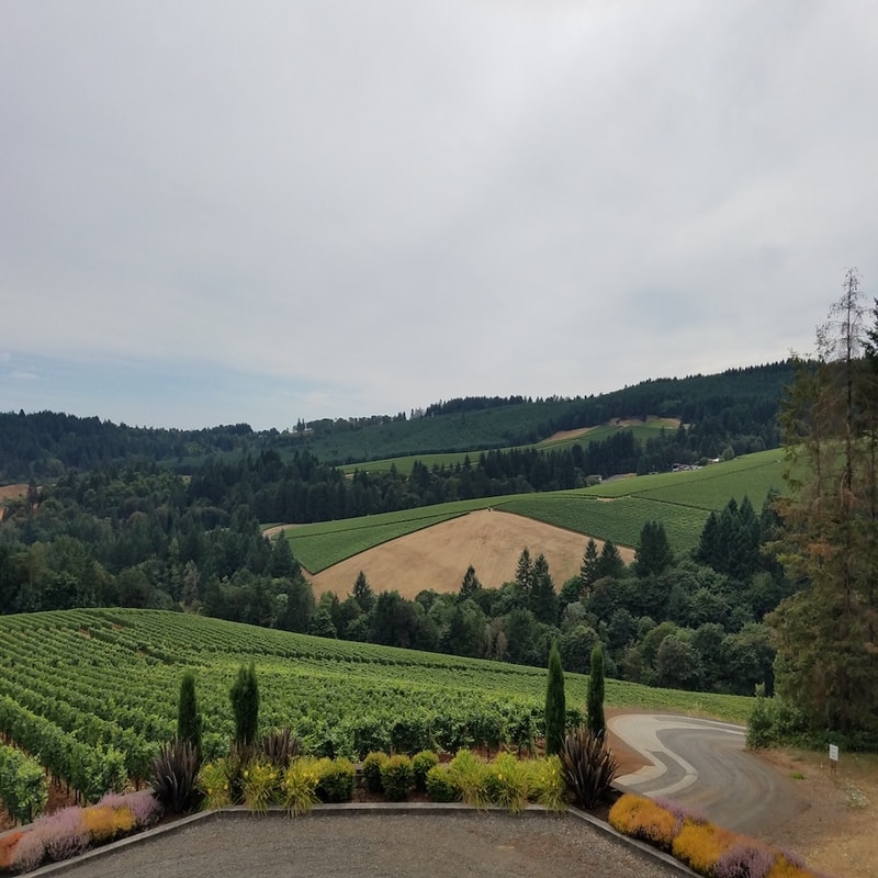 Oregon Wine Tours Best Wine Tours around Portland