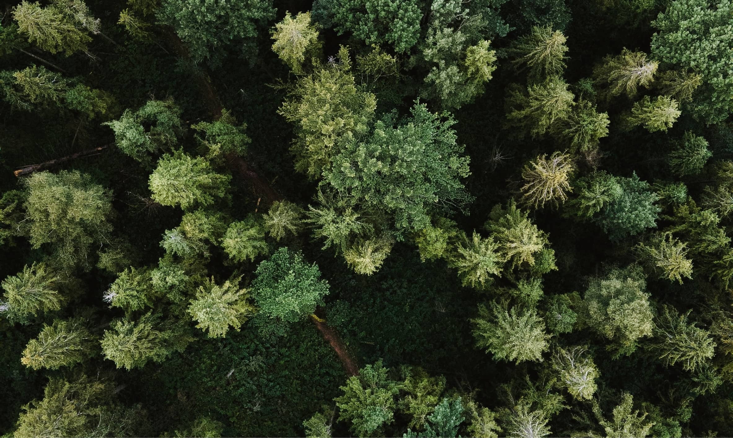trees aerial view