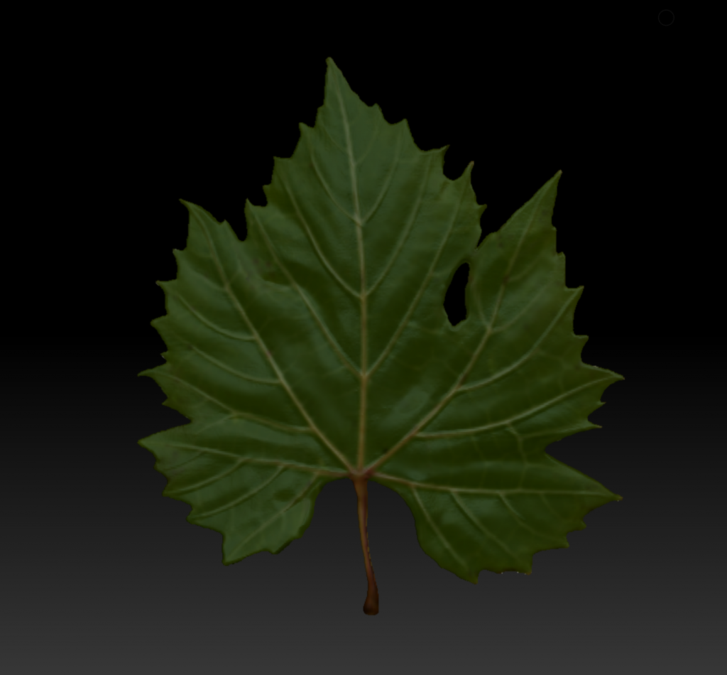 3D sculpt of a green leaf