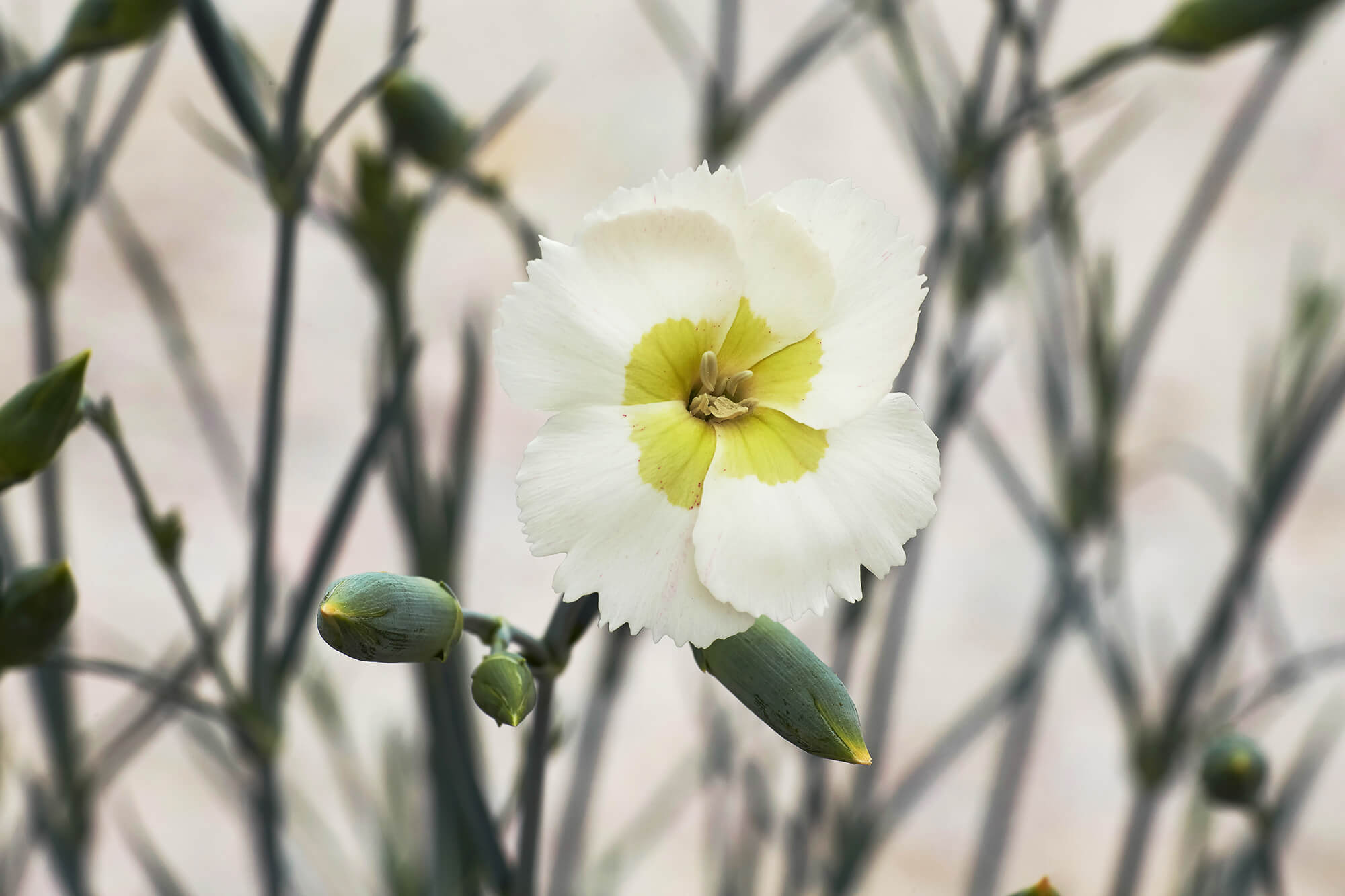 American Pie™ Dianthus Collection