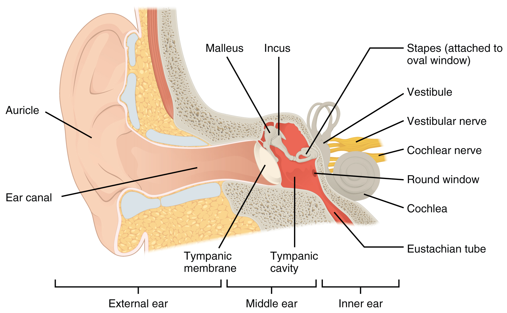 Can Tinnitus cause headaches? Tinnitus and constant headache; Tinnitus and migraines; Pulsatile tinnitus and headaches