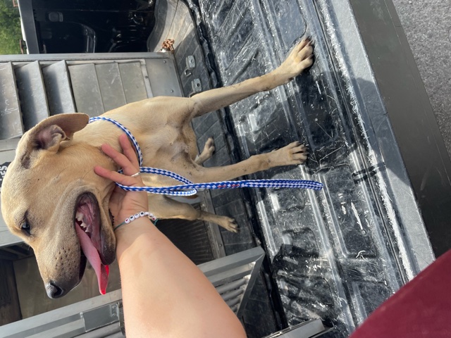 Ida is a 8 month old Curr mix. She Loves to soak up all the love and attention. She likes to get out and play with the other pups. She does get nervous when a bigger, excitable dog decides to play with her. When it comes to that, she goes the other way and tries to do her own thing. She would be great for an active family/household. She loves to play and then cuddle when the day is done.