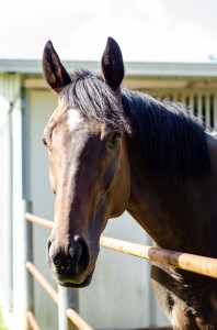 Click here to read more about special warhorse stories in 2021