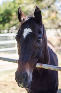 Between May 2013 and August 2017, Shadow Warrior ran 70 times at Camarero Racetrack in Puerto Rico.