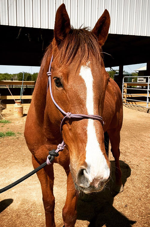 Meet the LOPE Racing Warriors