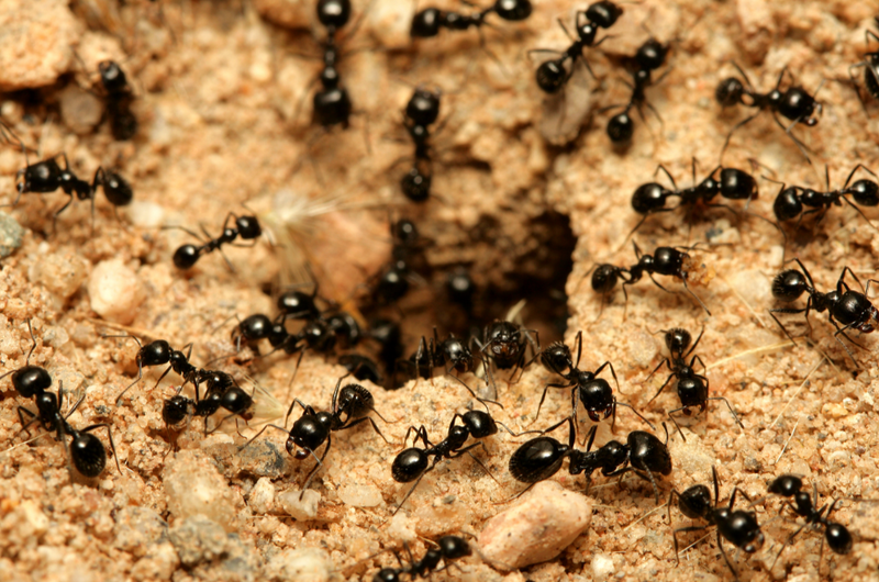 Pest Control: How Do I Get Rid of Ant Piles? | Cal-Cam Termite & Pest