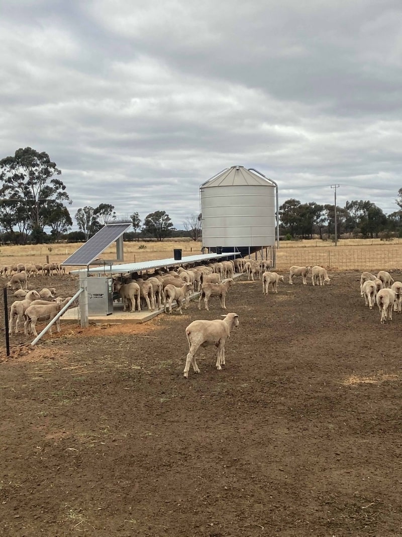 Feedtech Feeding Systems Static Auto Sheep Feeder