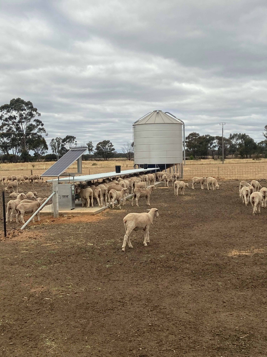 Feedtech Feeding Systems Static Auto Sheep Feeder