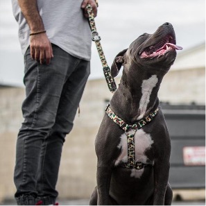 dog harness
