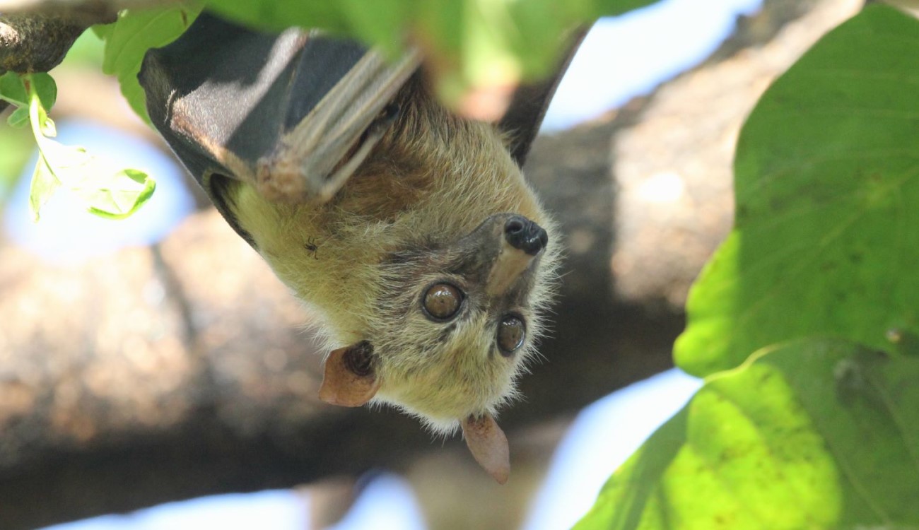 A Sulawesi Flying Fox, one of the species that PROGRES Sulawesi tries to protect. It is the main image of their homepage.