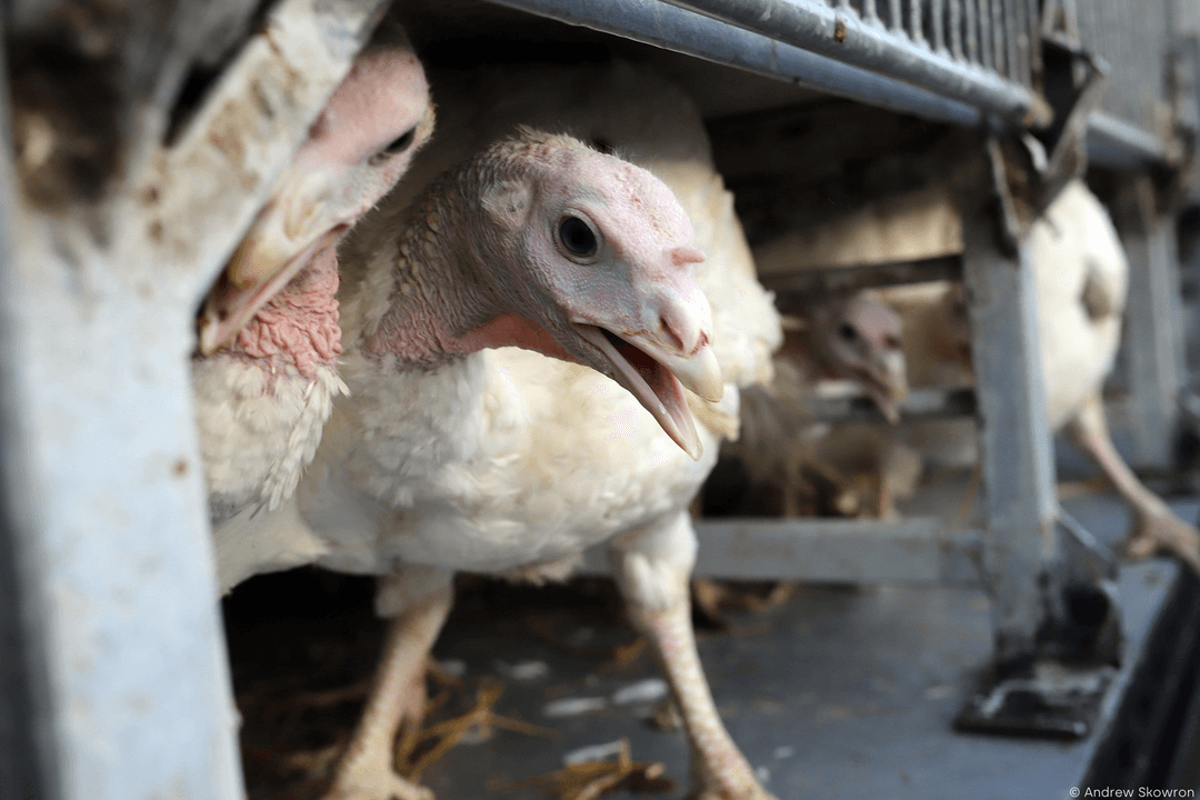 Mutilation of farmed animals