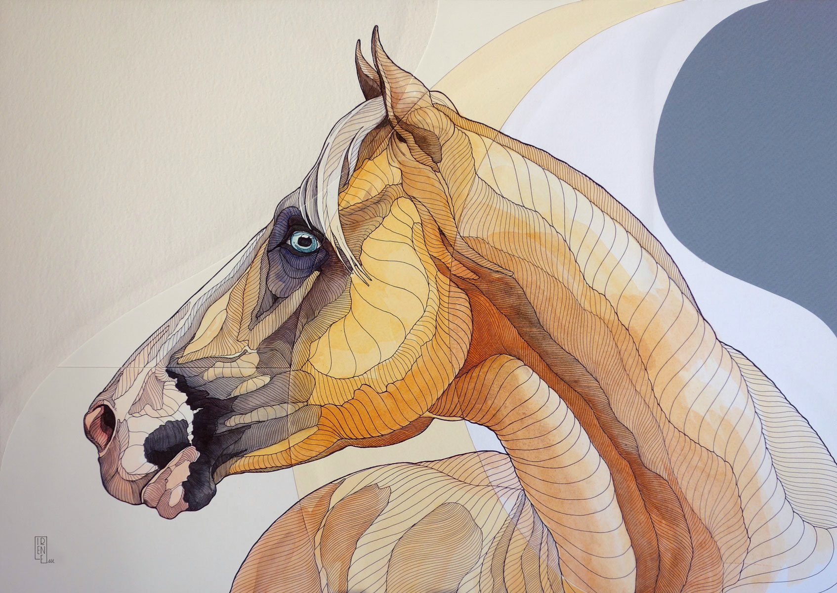 ESSERE CAVALLO IL CAVALLO BAIO Irene Meniconi