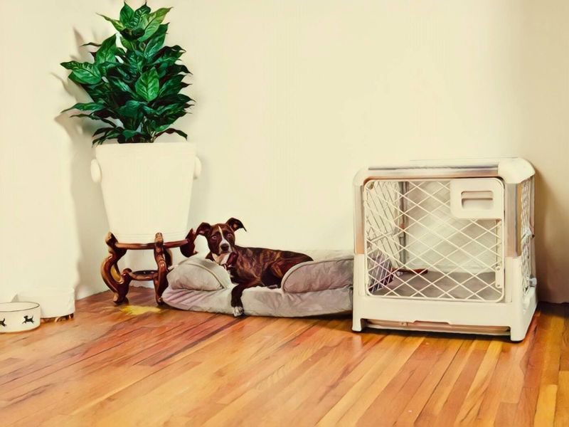 How to crate train your puppy Gentle Beast Dog Training Blog