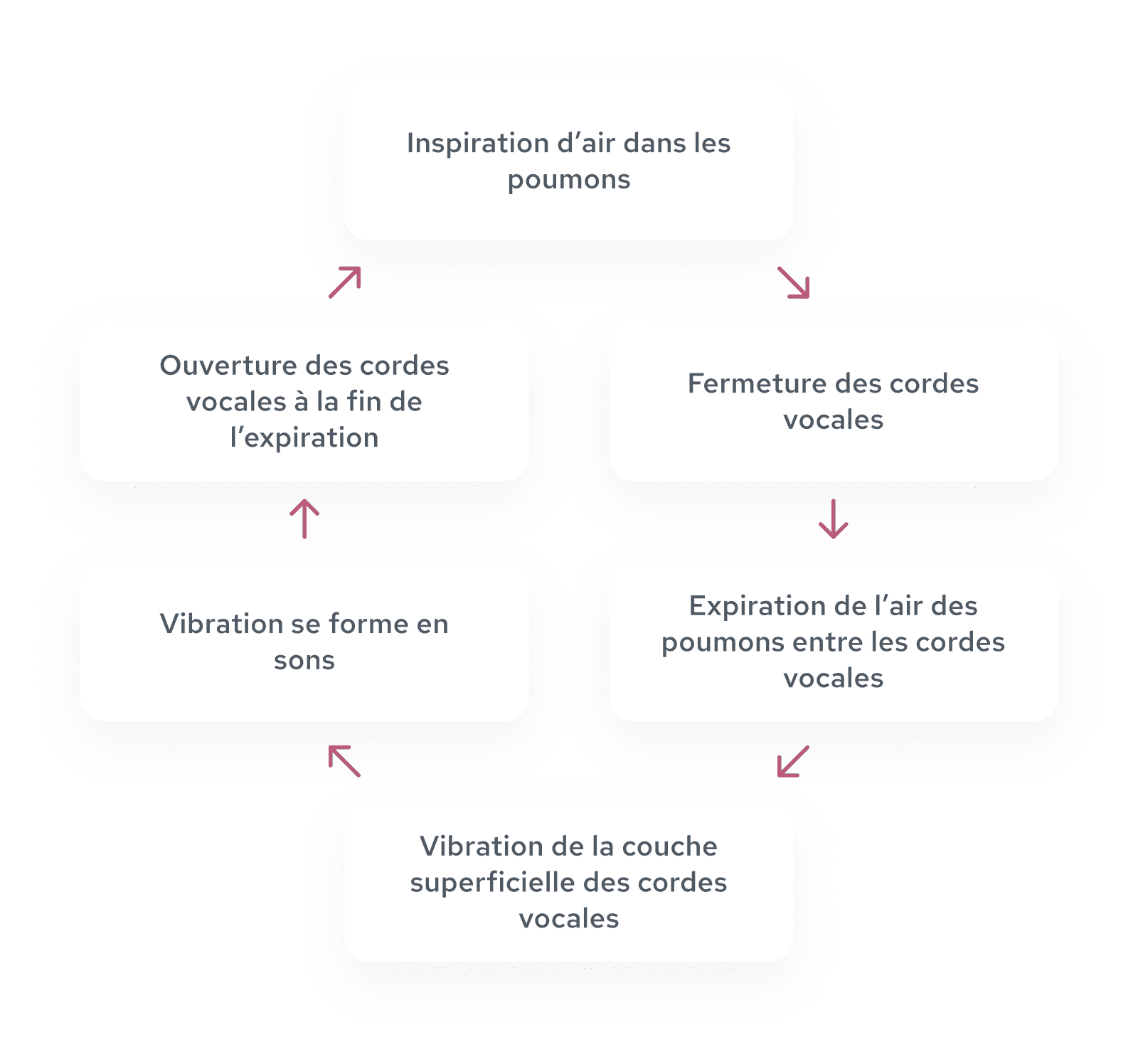 Fonctionnement du larynx et des cordes vocales