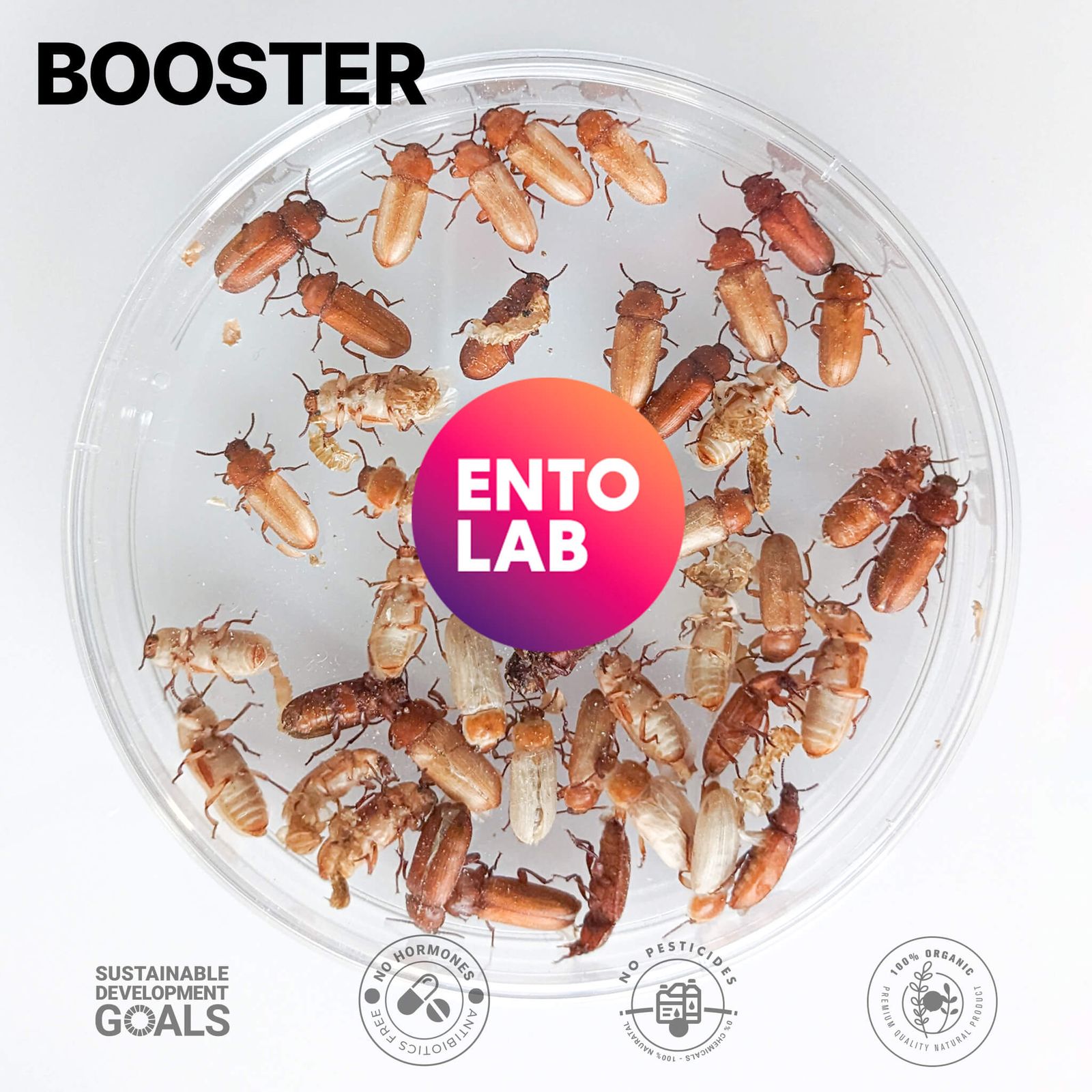 Buy Live Beetles / Tenebrio Molitor / Darkling Beetles