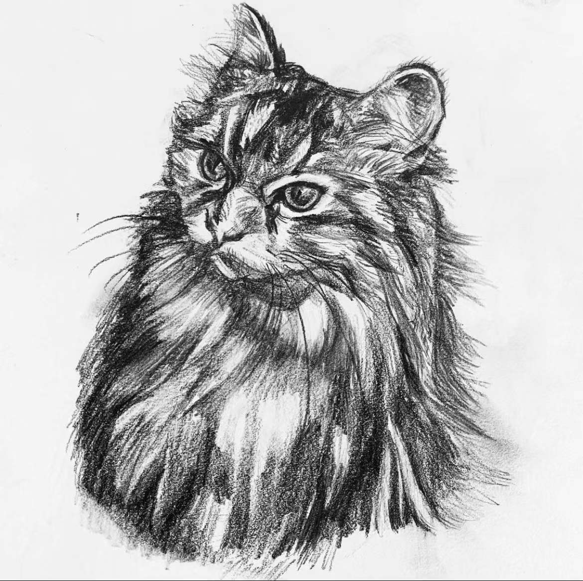 A pencil sketch of a cat