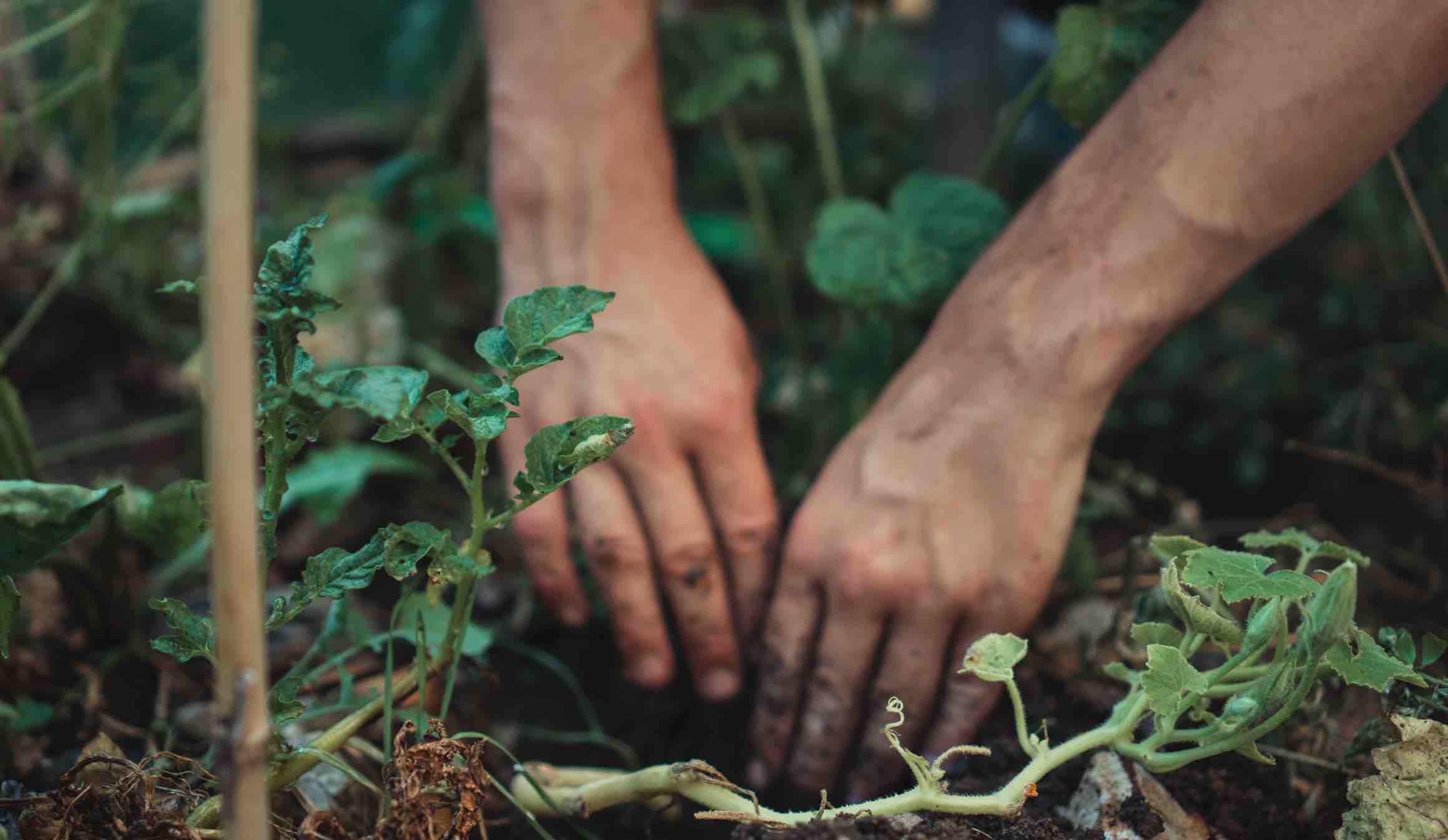 Garten neu anlegen: Alles rund um (das) Pflanzen