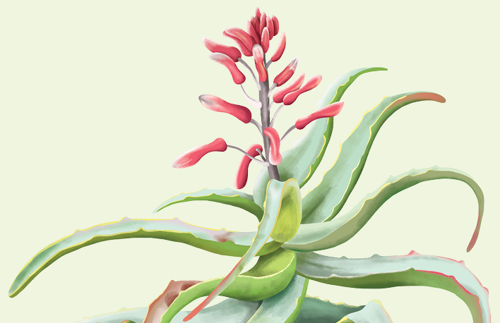 Beautiful digital painting of an aloe vera plant with red flower. 