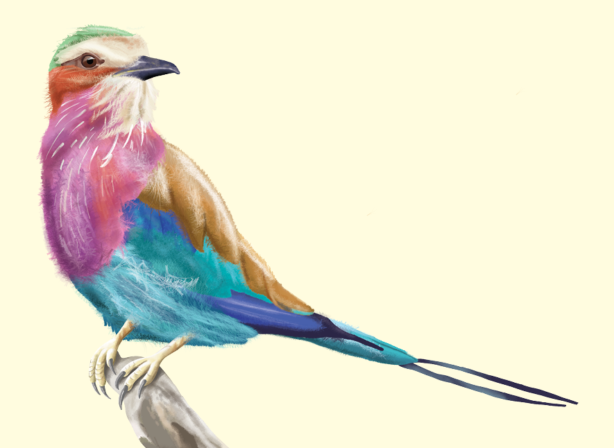 Beautiful illustration digital painting of a lilac breasted roller bird aka the troupant. Colourful. African wildlife and birds.