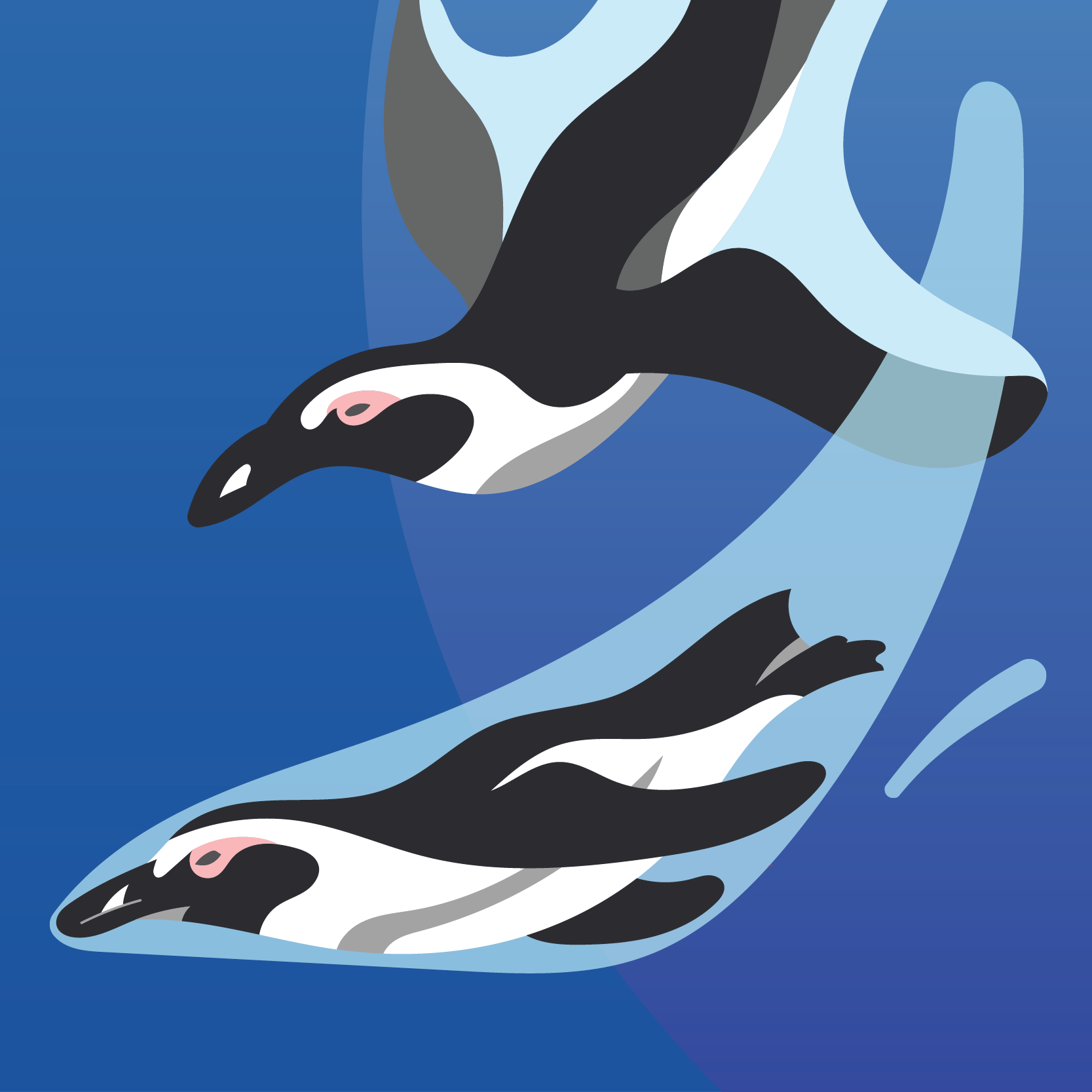 Flat, dynamic and beautiful illustrations of two African penguins swimming and diving into the ocean water.