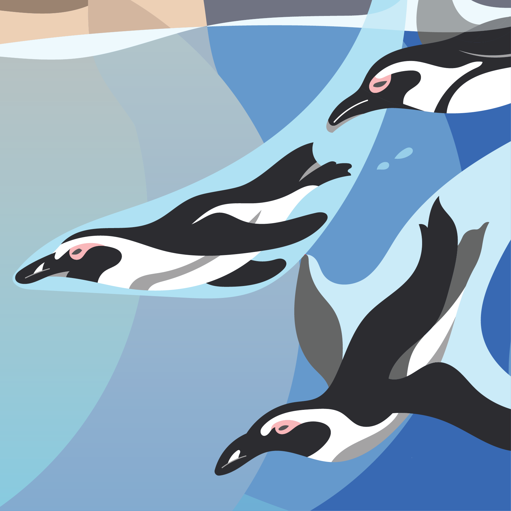 Flat, dynamic and beautiful illustrations of African penguins swimming and diving into the ocean water.