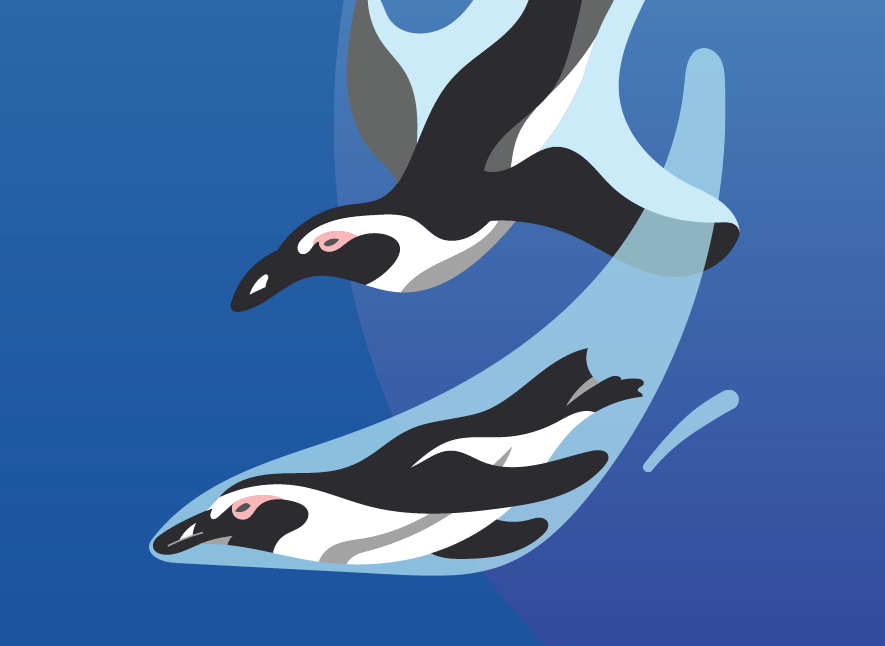 Flat, dynamic and beautiful illustrations of two African penguins swimming and diving into the ocean water.