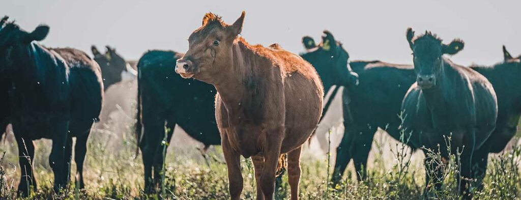 Baby Argentina cow