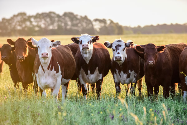 Cows standing ina field grazing Argentina