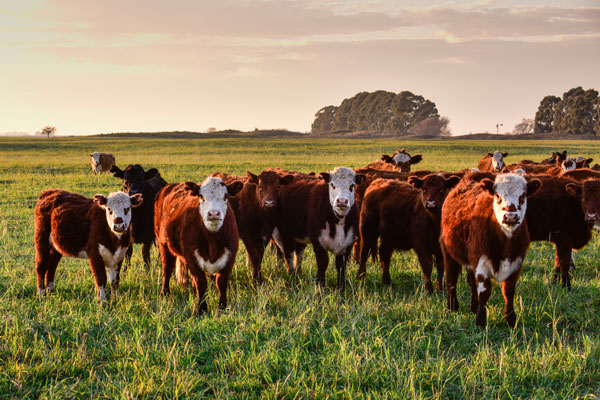 Cows grazing together in Argentina