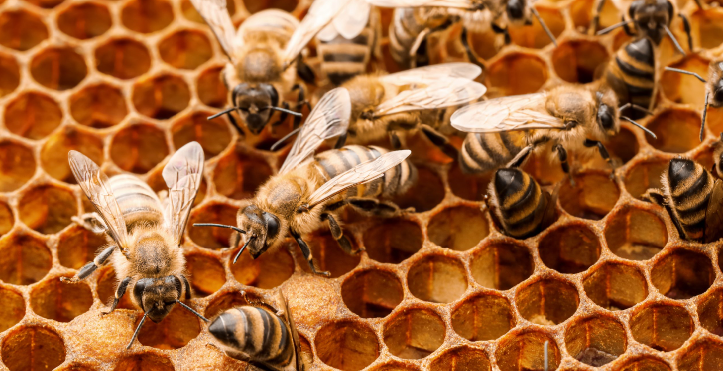 Atamisqui Honey