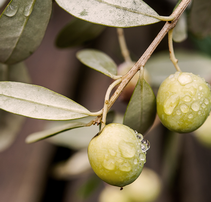 Extra Virgin Olive Oil
