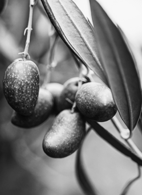 Extra Virgin Olive Oil