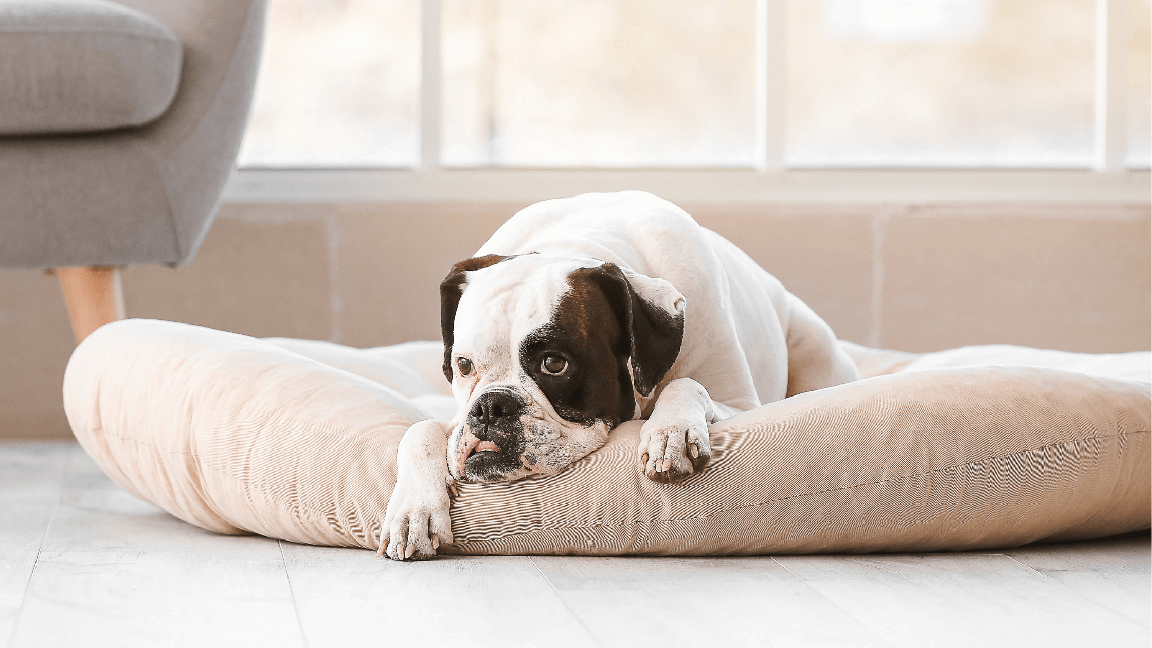 8 Best Indestructible & ChewProof Dog Beds cutie.dog