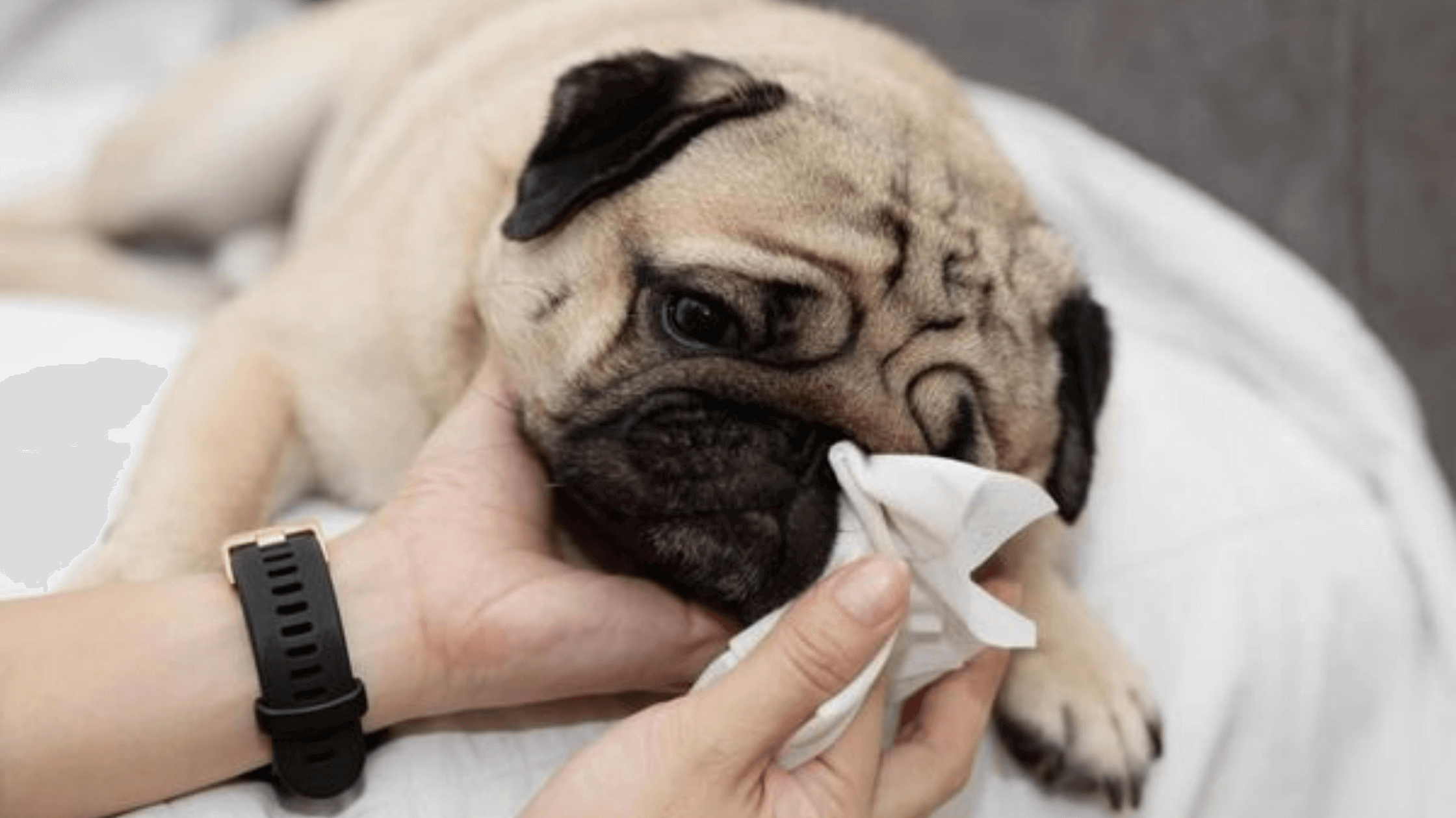 The Best Eye Wipes Your Dog Needs For Safe Eye Cleaning cutie.dog