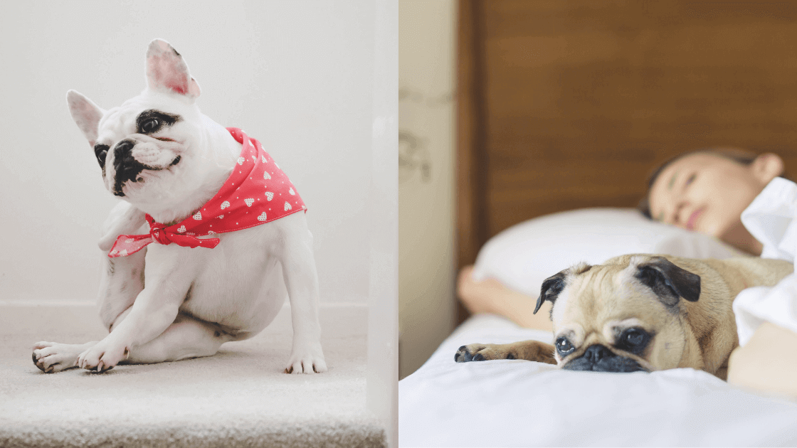 8 Reasons Why Your Dog Scratches The Bed Sheets And What Can You Do