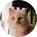 Photo of Ginger, Matin's cat.