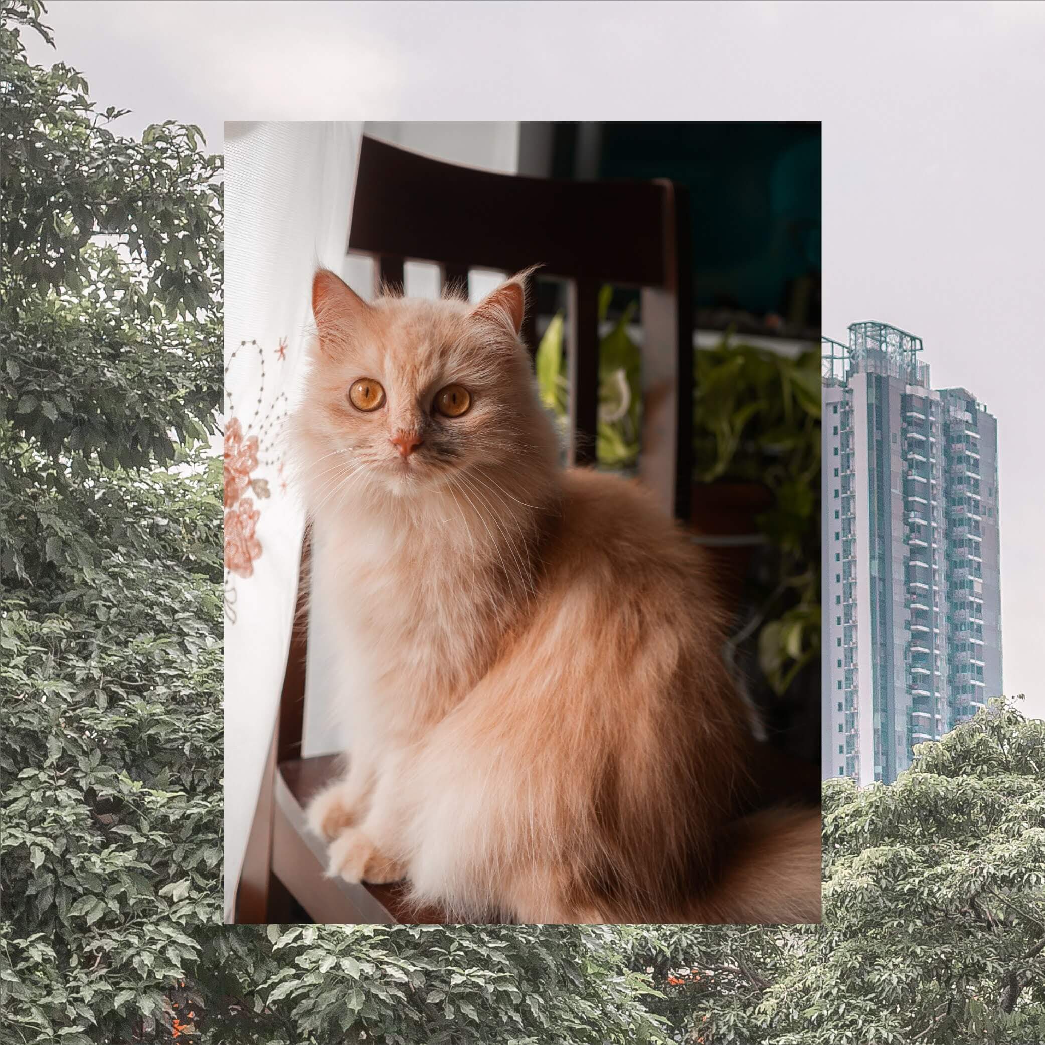 Image of Ginger, Matin's cat.