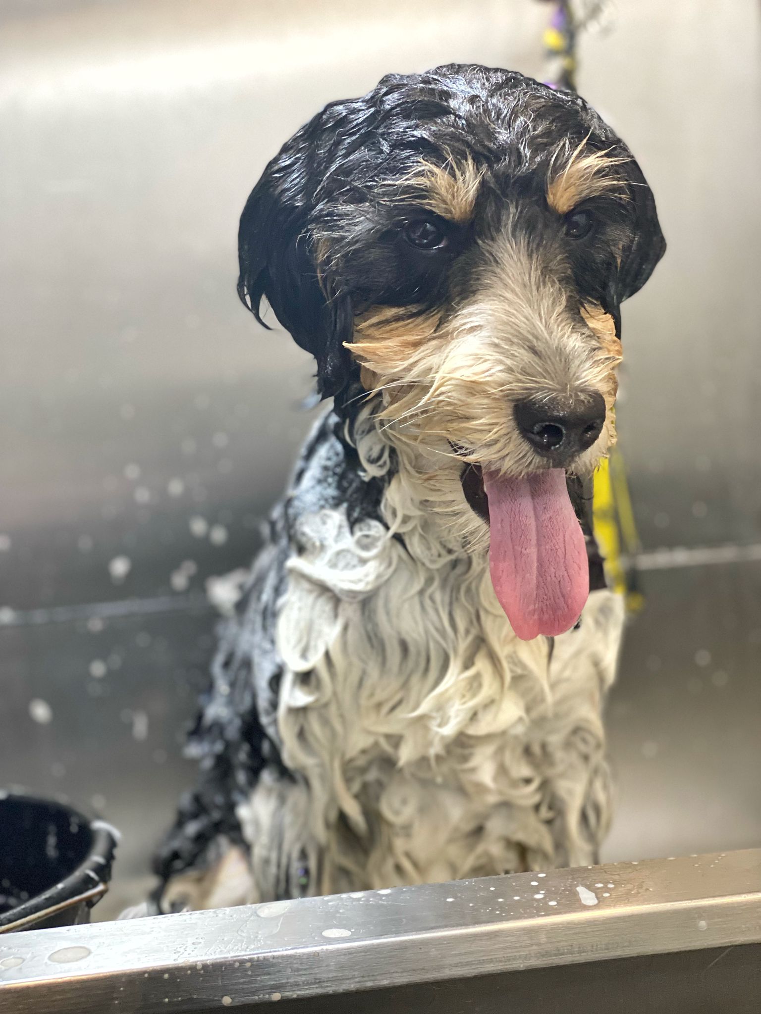 Petway Grooming Mobile Pet Grooming Services