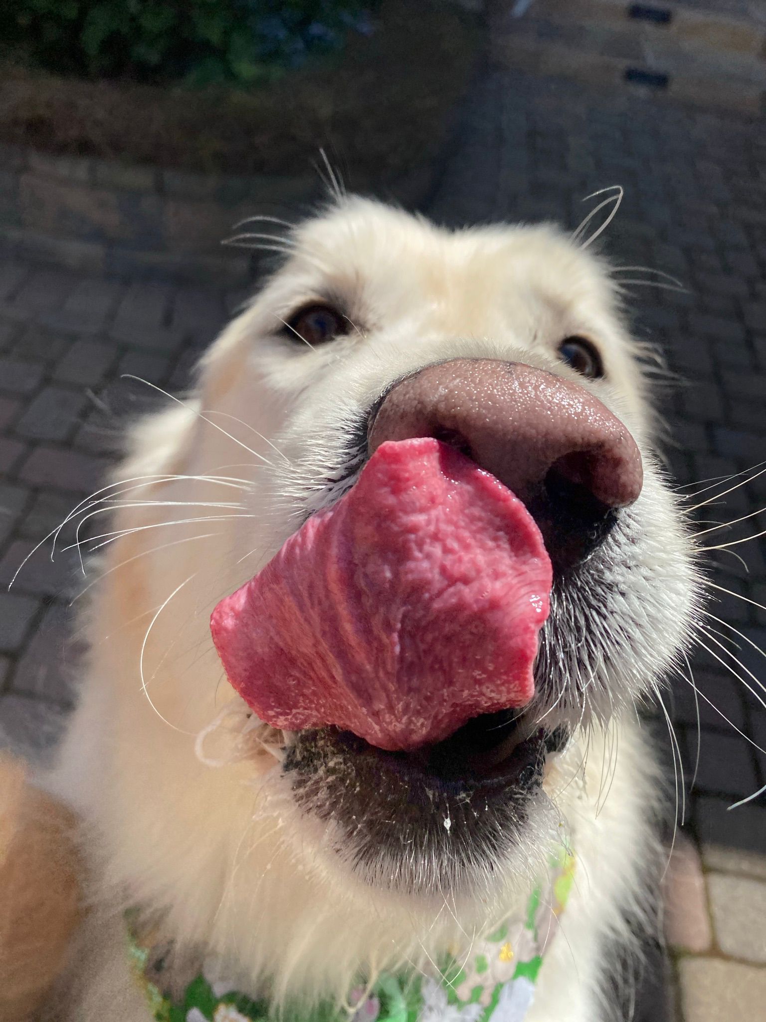 Petway Grooming Mobile Pet Grooming Services