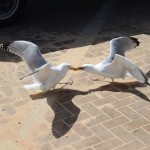 Birds Eating At Beach