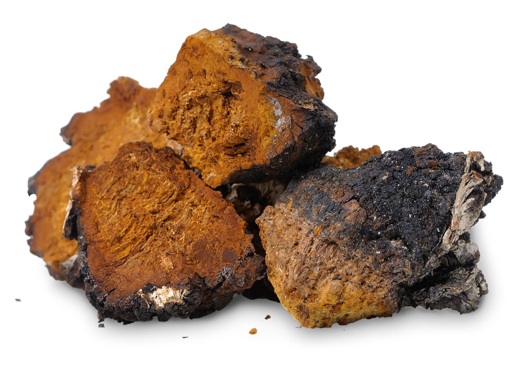 Chaga - grzyb warty uwagi