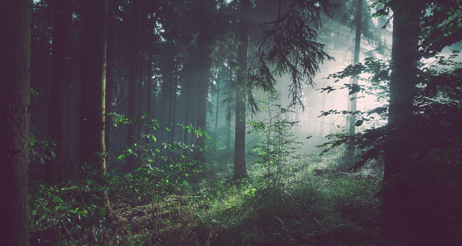 Photosynthesis Enhanced Trees Grow Faster and Capture More Carbon