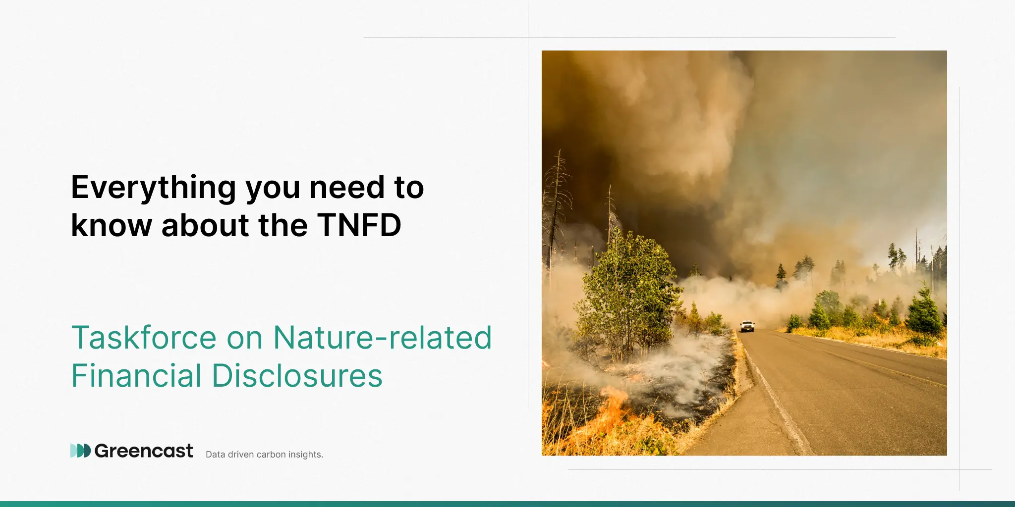 Everything you need to know about the TNFD (Taskforce on Nature-Related Financial Disclosures)