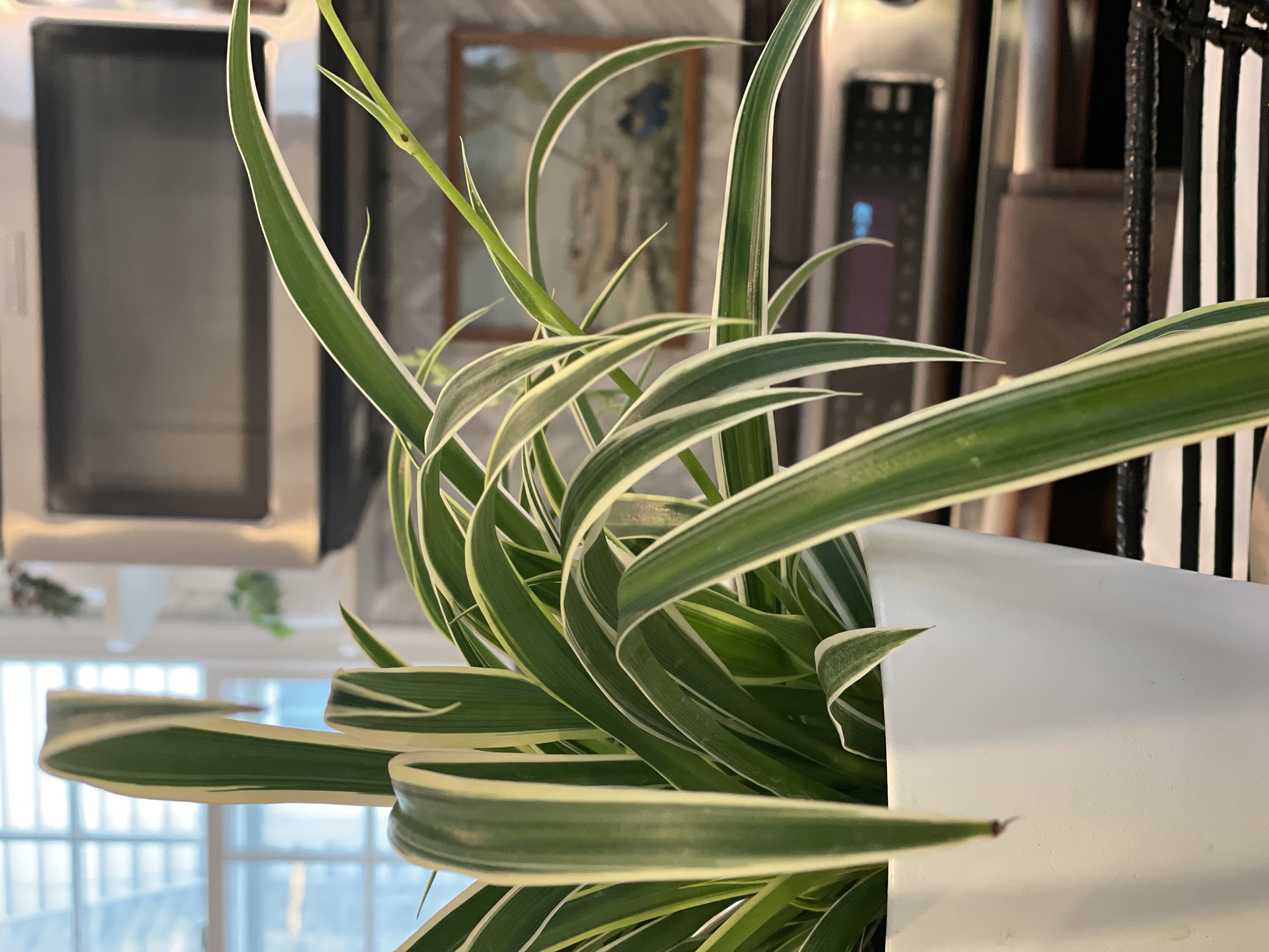 The Best Plants For Your Kitchen