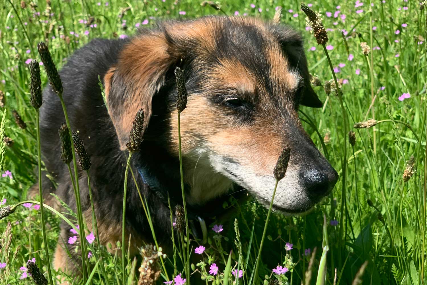 Dog Anti Ageing Startup CowShed Startup