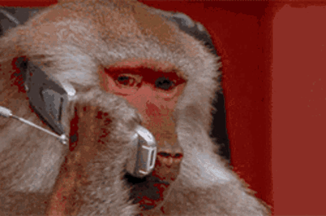 Monkey talking on the phone